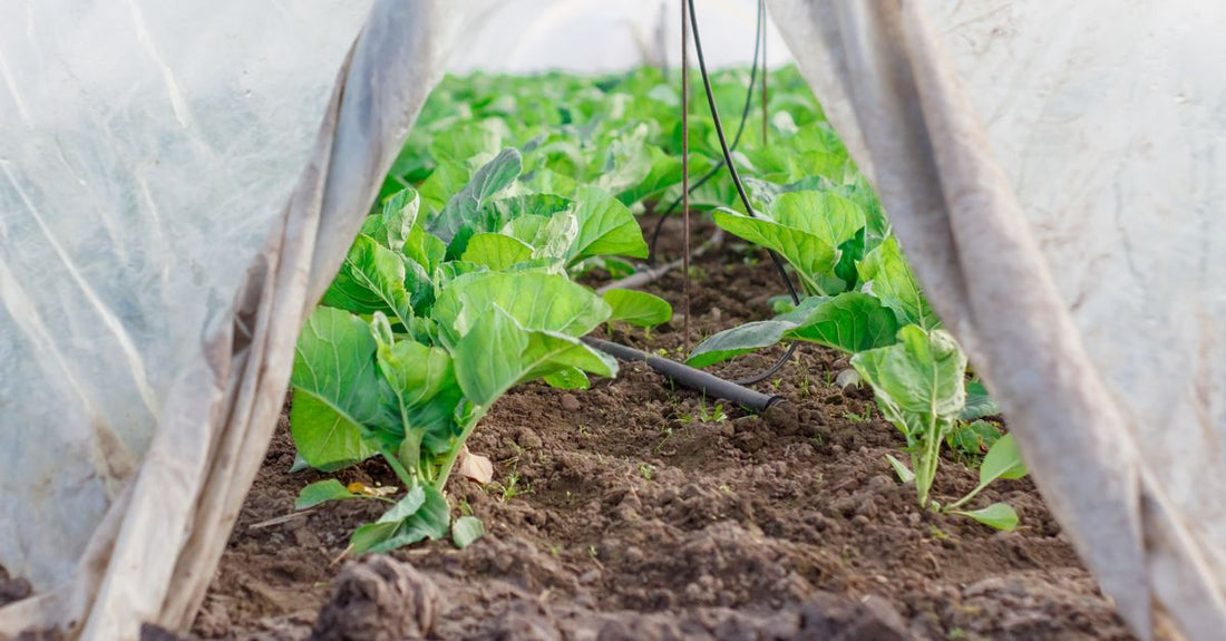 Close-up view of fresh vegetables inside a greenhouse, under a protective plastic tunnel.