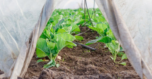 Close-up view of fresh vegetables inside a greenhouse, under a protective plastic tunnel.