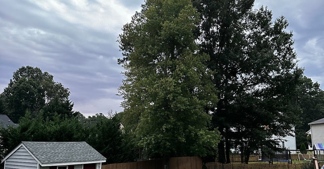Peaceful backyard scene featuring a small shed, vibrant green lawn, and tall trees.