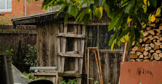A charming rustic backyard shed surrounded by greenery on a rainy day.
