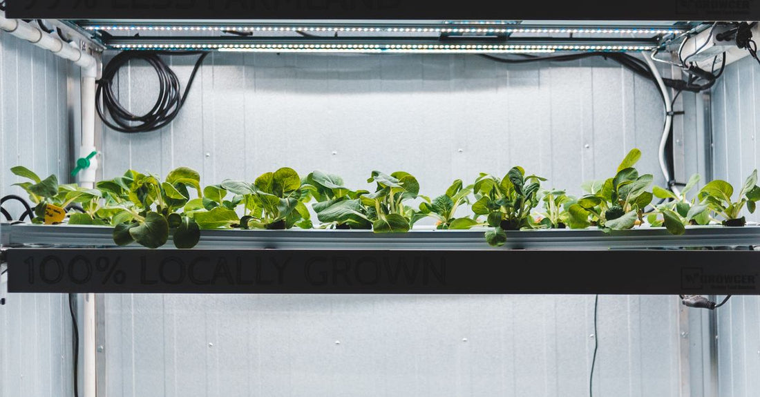 High-tech indoor hydroponic system for growing fresh vegetables with LED lighting.