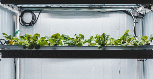 High-tech indoor hydroponic system for growing fresh vegetables with LED lighting.